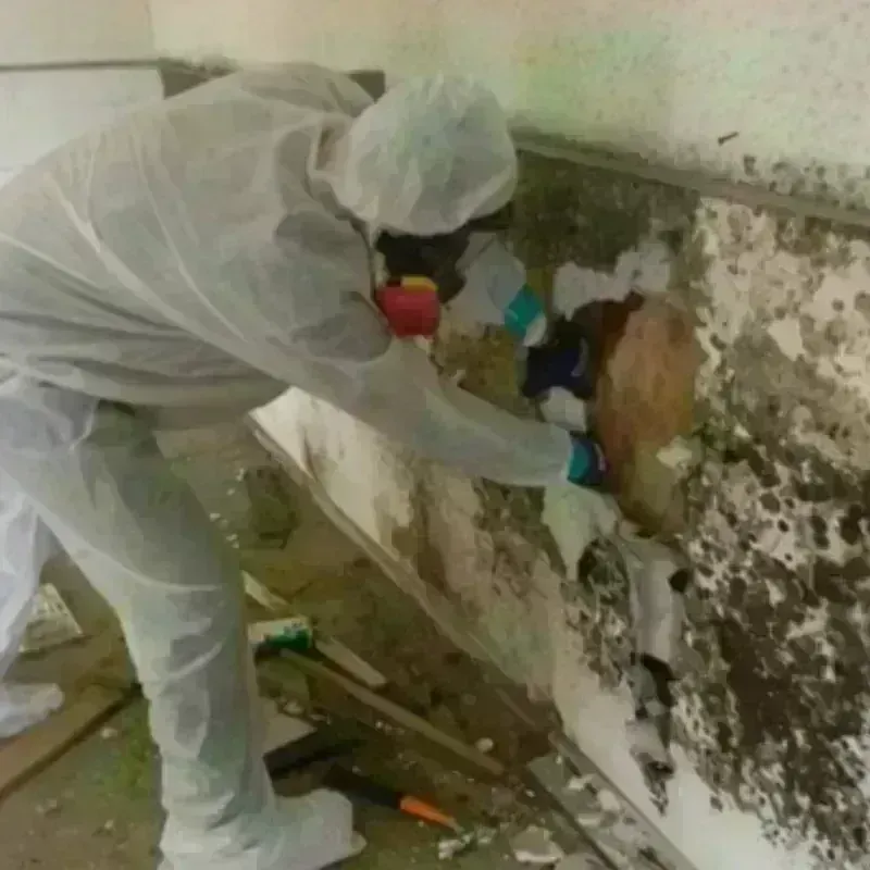 Mold Remediation and Removal in Nokesville, VA